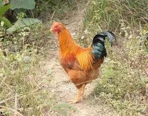 国产老鸡露脸视频,揭秘神秘幕后故事